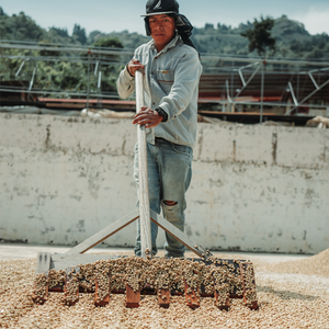 Explore Guatemalan Coffee with this specialty roasted coffee from friends at Finca El Calagual!